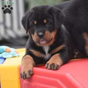 Atlas, Bernese Mountain Dog Mix Puppy